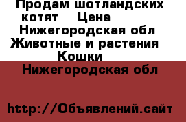 Продам шотландских котят. › Цена ­ 1 500 - Нижегородская обл. Животные и растения » Кошки   . Нижегородская обл.